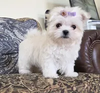 Bunny, a female Maltese for sale in Santa Clarita, CA – Photo 1 of 5