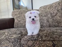 Bunny, a female Maltese for sale in Santa Clarita, CA – Photo 3 of 5