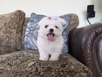 Bunny, a female Maltese for sale in Santa Clarita, CA – Photo 2 of 5