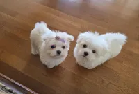 Bunny, a female Maltese for sale in Santa Clarita, CA – Photo 5 of 5