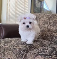 Bunny, a female Maltese for sale in Santa Clarita, CA – Photo 4 of 5