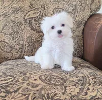 Orange, a male Maltese for sale in Santa Clarita, CA – 3 of 3