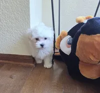Pecan, a male Maltese for sale in Santa Clarita, CA – 2 of 3