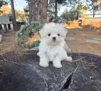 Soccer, a male Maltese for sale in Santa Clarita, CA – 3 of 4