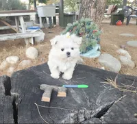 Pumpkin, a male Maltese for sale in Santa Clarita, CA – 5 of 5