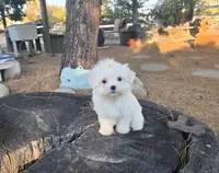 Honey, a female Maltese for sale in Santa Clarita, CA – 3 of 4