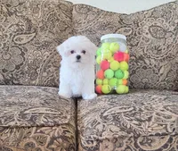Mango, a male Maltese for sale in Santa Clarita, CA – 2 of 4