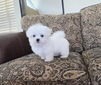 Buddy, a male Maltese for sale in Santa Clarita, CA – Photo 3 of 4