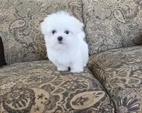Buddy, a male Maltese for sale in Santa Clarita, CA – Photo 1 of 4