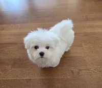 Buddy, a male Maltese for sale in Santa Clarita, CA – Photo 2 of 4