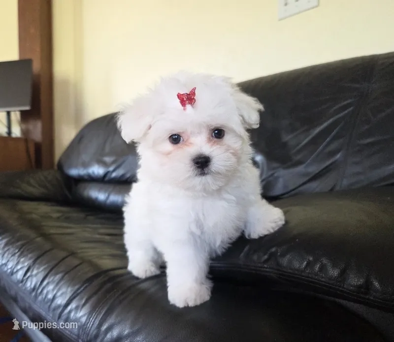 Maple – Maltese puppy for sale in Santa Clarita, CA