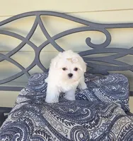 Cheese, a female Maltese for sale in Santa Clarita, CA – 2 of 2