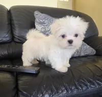 Broccoli, a male Maltese for sale in Santa Clarita, CA – 1 of 4
