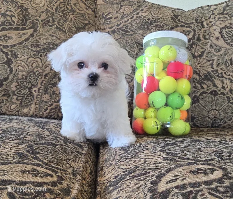Mango – Maltese puppy for sale in Santa Clarita, CA