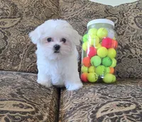 Mango, a male Maltese for sale in Santa Clarita, CA – 1 of 4