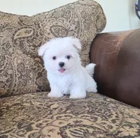 Biscuit, a male Maltese for sale in Santa Clarita, CA – 3 of 3