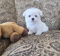 Biscuit, a male Maltese for sale in Santa Clarita, CA – 2 of 3