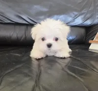 Broccoli, a male Maltese for sale in Santa Clarita, CA – 4 of 4