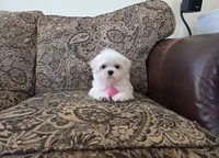 Lightning, a male Maltese for sale in Santa Clarita, CA – 2 of 2