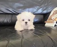 Broccoli, a male Maltese for sale in Santa Clarita, CA – 2 of 4
