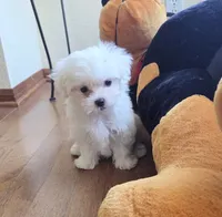 Waffle, a female Maltese for sale in Santa Clarita, CA – 2 of 3