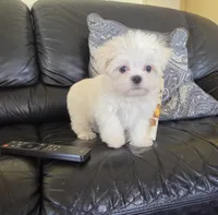 Broccoli, a male Maltese for sale in Santa Clarita, CA – 3 of 4