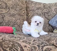 Donut (Male), a  Maltese for sale in Santa Clarita, CA – 4 of 4