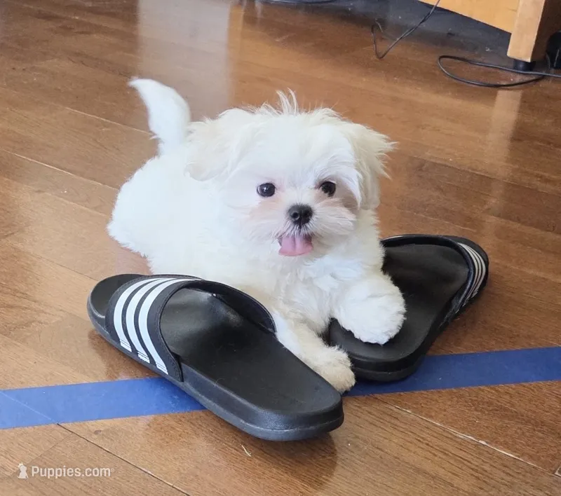 Bunny (Female) – Maltese puppy for sale in Santa Clarita, CA