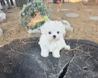 Soccer, a male Maltese for sale in Santa Clarita, CA – 2 of 4