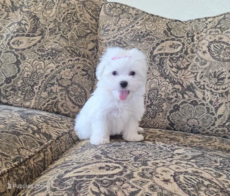 Orange – Maltese puppy for sale in Santa Clarita, CA