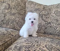 Orange, a male Maltese for sale in Santa Clarita, CA – 1 of 3