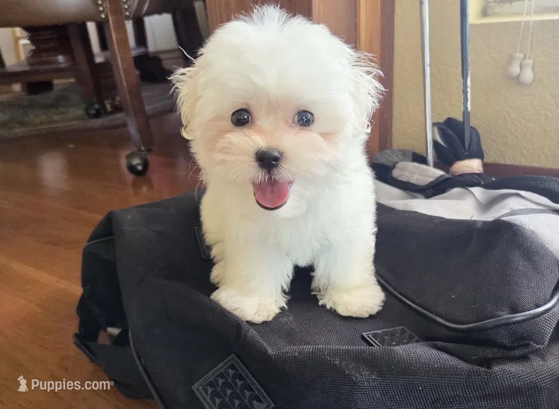 Pancake – Maltese puppy for sale in Santa Clarita, CA