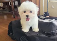 Pancake, a male Maltese for sale in Santa Clarita, CA – 1 of 4