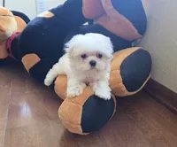 Bunny (Female), a  Maltese for sale in Santa Clarita, CA – 3 of 3