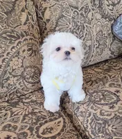 Donut (Male), a  Maltese for sale in Santa Clarita, CA – 3 of 4