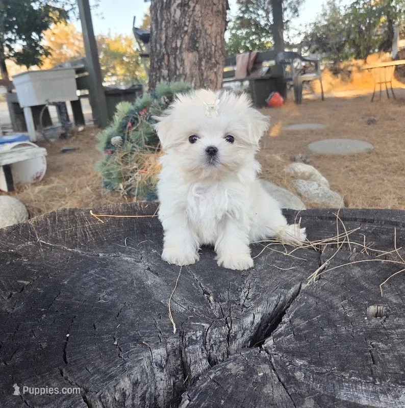 Soccer – Maltese puppy for sale in Santa Clarita, CA