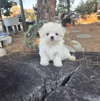 Soccer, a male Maltese for sale in Santa Clarita, CA – 1 of 4