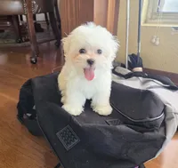 Pancake, a male Maltese for sale in Santa Clarita, CA – 3 of 4