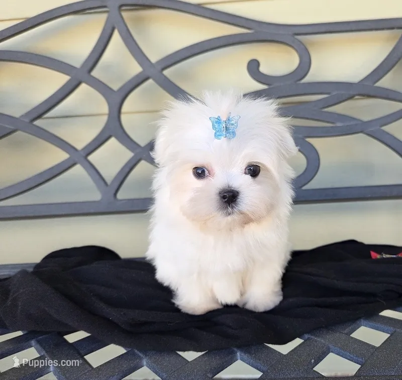 Mater – Maltese puppy for sale in Santa Clarita, CA