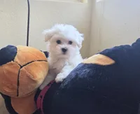 Pecan, a male Maltese for sale in Santa Clarita, CA – 3 of 3