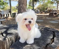 Chicken, a male Maltese for sale in Santa Clarita, CA – 2 of 3