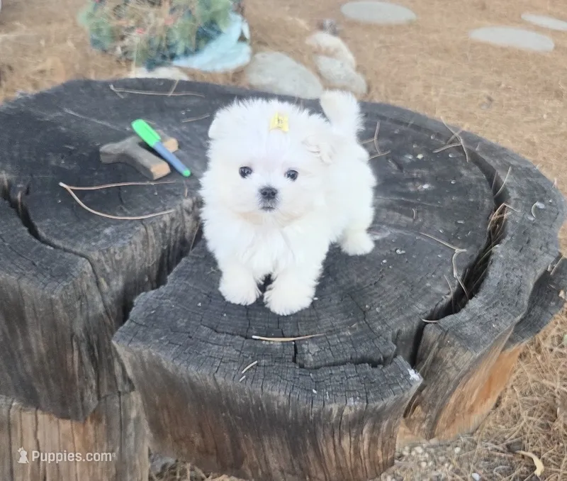 Pumpkin – Maltese puppy for sale in Santa Clarita, CA