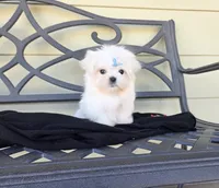 Mater, a male Maltese for sale in Santa Clarita, CA – 3 of 3