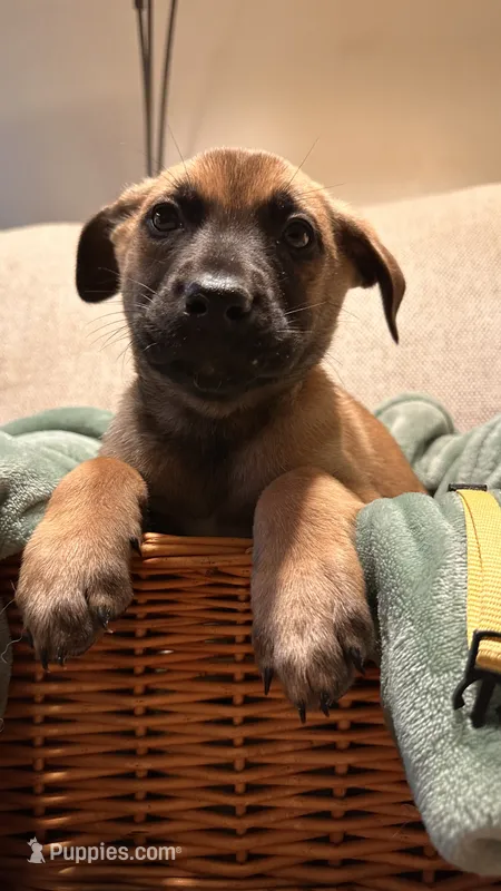 Jake – Belgian Malinois, Alaskan Husky puppy for sale in Victorville, CA