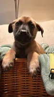 Jake, a male Belgian Malinois and Alaskan Husky for sale in Victorville, CA – 1 of 2