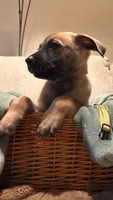 Jake, a male Belgian Malinois and Alaskan Husky for sale in Victorville, CA – 2 of 2
