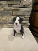 Boxer 3, a female Boxer for sale in Muscle Shoals, AL – 2 of 2