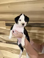 Boxer 1, a female Boxer for sale in Muscle Shoals, AL – 2 of 3