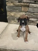Boxer 5, a female Boxer for sale in Muscle Shoals, AL – 2 of 2