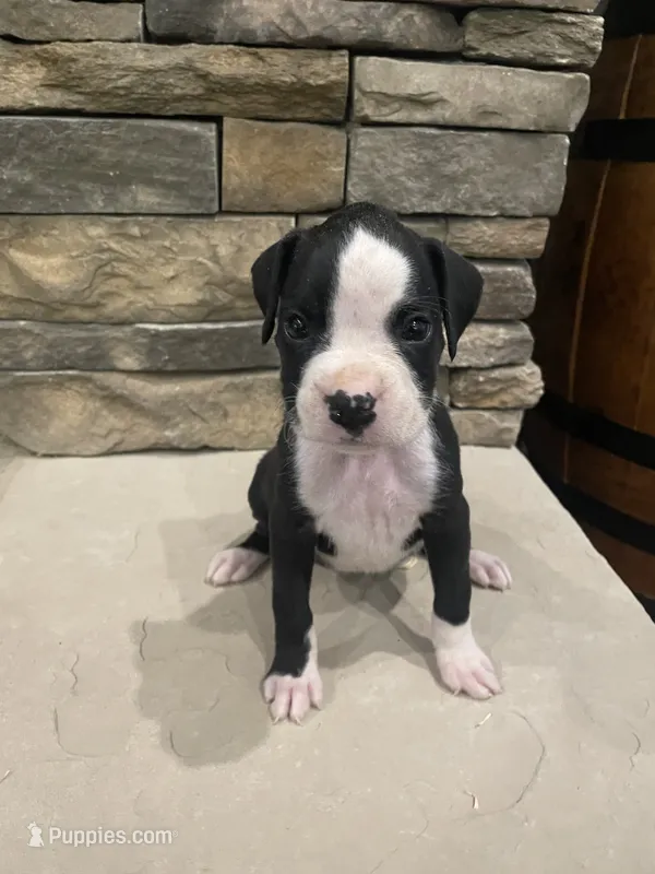 Boxer 3 – Boxer puppy for sale in Muscle Shoals, AL